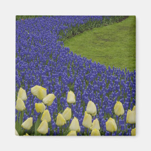 Tuinpatroon van druifhyacint bloemen en 2 magneet