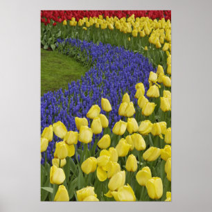 Tuinpatroon van druifhyacint bloemen en poster