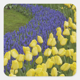 Tuinpatroon van druifhyacint bloemen en vierkante sticker