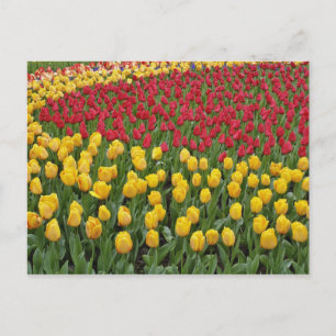 Tuinpatroon van tulpen, Keukenhof, 2 Briefkaart