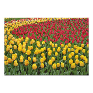 Tuinpatroon van tulpen, Keukenhof, 2 Foto Afdruk