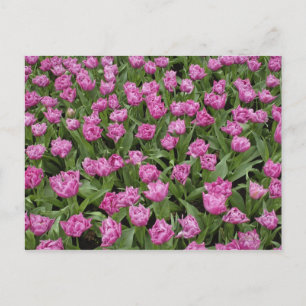 Tuinpatroon van tulpen, Keukenhof, Briefkaart