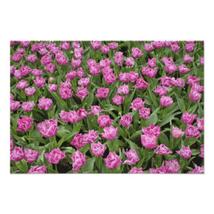 Tuinpatroon van tulpen, Keukenhof, Foto Afdruk