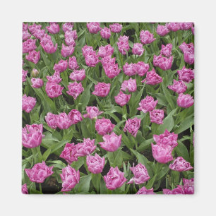 Tuinpatroon van tulpen, Keukenhof, Magneet