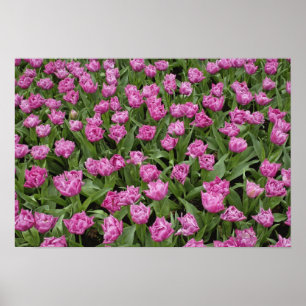 Tuinpatroon van tulpen, Keukenhof, Poster