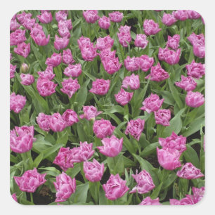 Tuinpatroon van tulpen, Keukenhof, Vierkante Sticker