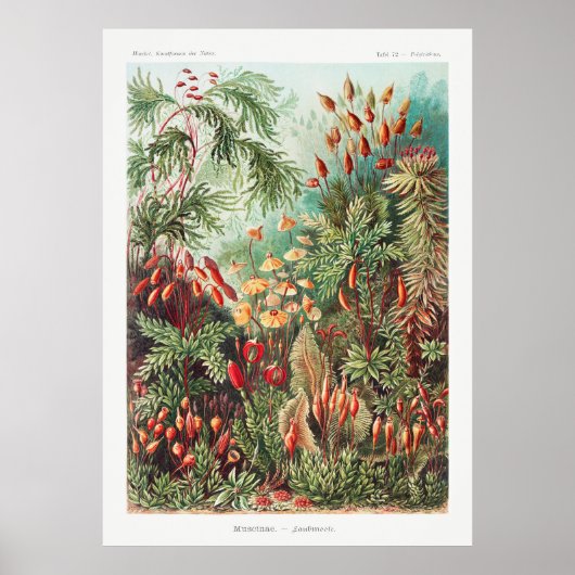 TuinPlanten Poster (Voorkant)