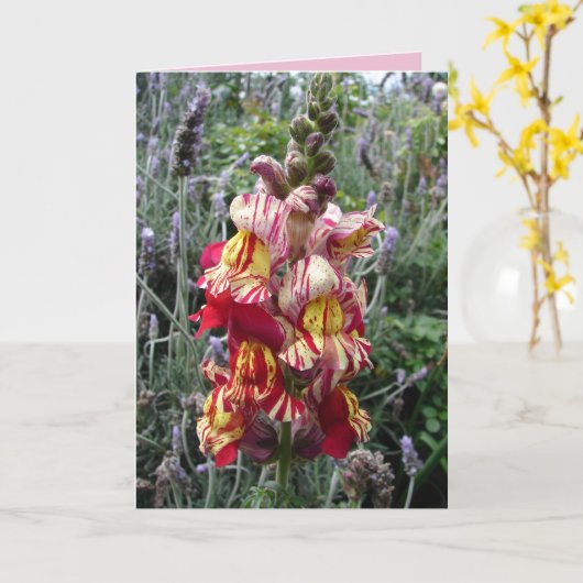 Tuinrand gestreepte rode leeuwenbek bloemkaart kaart (Gele Bloem)