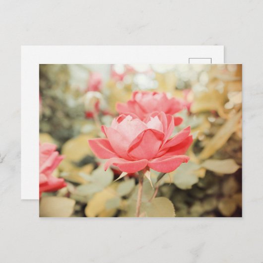 TuinRoos Briefkaart (Voorkant / Achterkant)