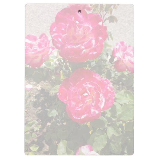 Tuinrozen I Klembord (Achterkant)