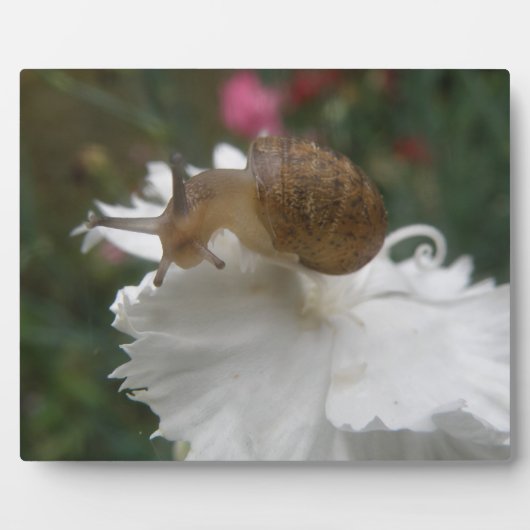 Tuinslak en witte anjer Plaque Fotoplaat (Voorkant)