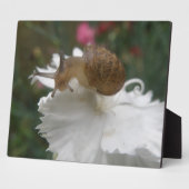Tuinslak en witte anjer Plaque Fotoplaat (Zijkant)