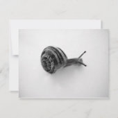 Tuinslak Natuurfotografie (Achterkant)