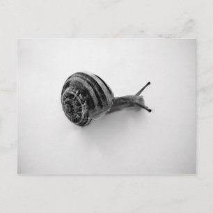 Tuinslak Natuurfotografie Briefkaart