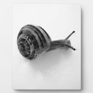 Tuinslak Natuurfotografie Fotoplaat