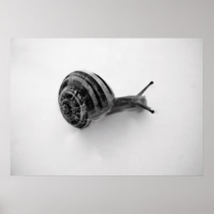 Tuinslak Natuurfotografie Poster