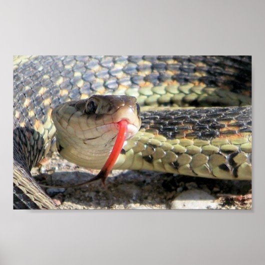 Tuinslang Poster (Voorkant)