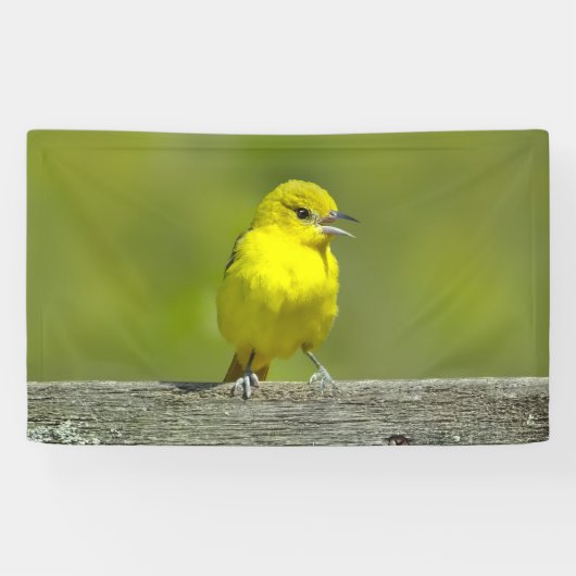 Tuinspot Oriole - Originele Foto Spandoek (Horizontaal)