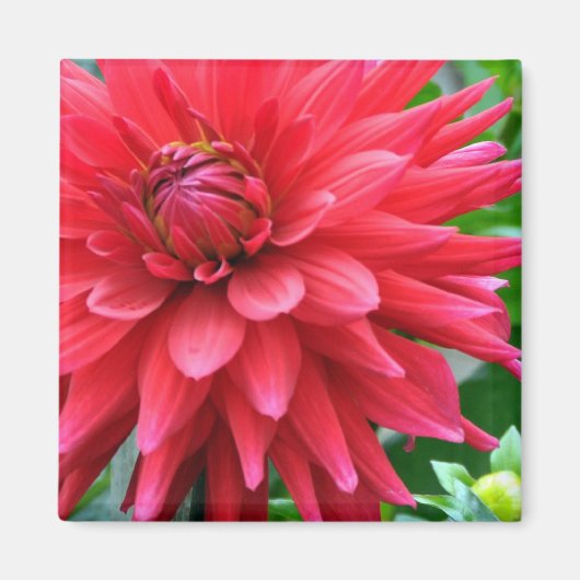 Tuinster Dahlia Magnet (Voorkant)