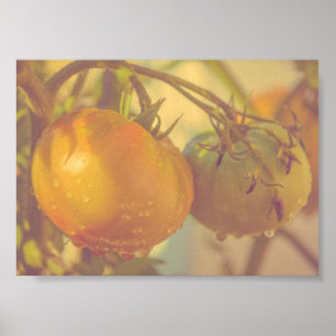 Tuintomaten zomeroogst poster