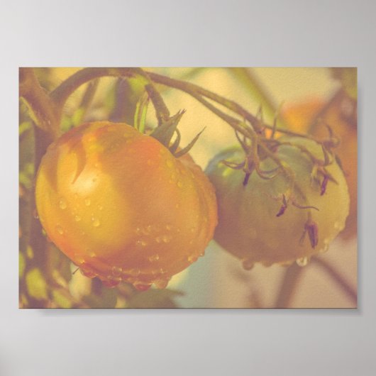Tuintomaten zomeroogst poster (Voorkant)