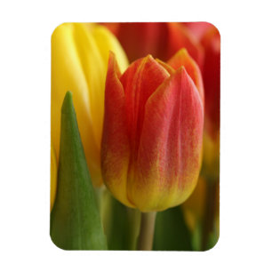 Tuintuin met levendig gele en rode tulpen fotomagn magneet