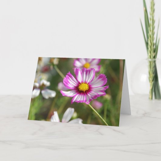 Tuintuin, Rosalinde Kaart (Voorkant)