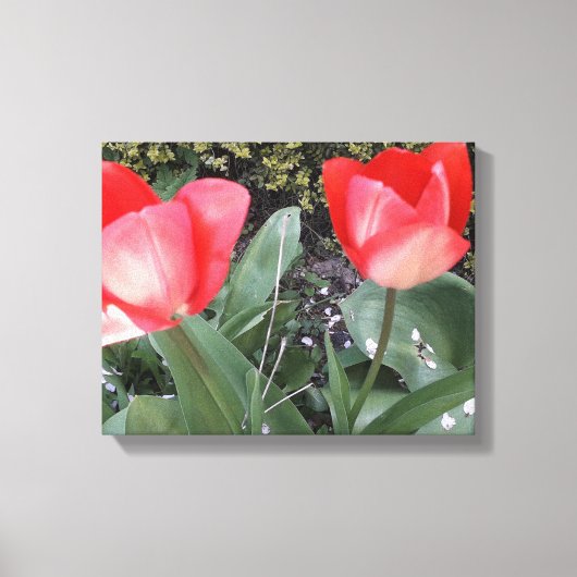 Tuintulpen Canvas Afdruk (Voorkant)
