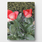 Tuintulpen Fotoplaat (voorkant)