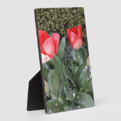 Tuintulpen Fotoplaat (Zijkant)