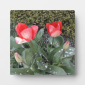 Tuintulpen Fotoplaat (Voorkant)