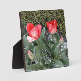 Tuintulpen Fotoplaat