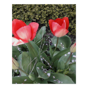 Tuintulpen Perfect Poster