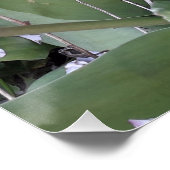 Tuintulpen Perfect Poster (Hoek)