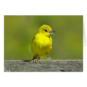 Tuinwielewaal - Originele Foto