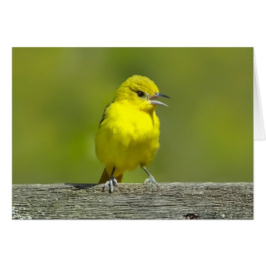 Tuinwielewaal - Originele Foto (Voorkant Horizontaal)