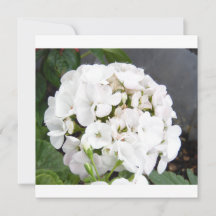 Tuitwit Bloeiende Bloemen Bruiloft