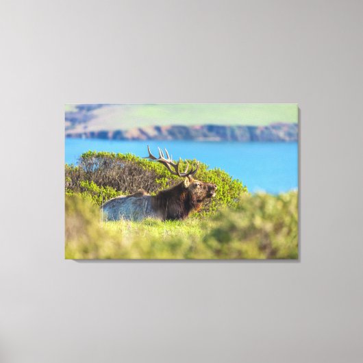 Tule-eland aan de kust canvas afdruk (Voorkant)