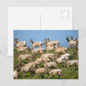 Tule eland| Point Reyes National Seashore, CA Briefkaart (Voorkant / Achterkant)