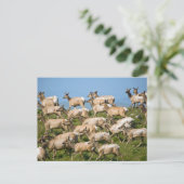 Tule eland| Point Reyes National Seashore, CA Briefkaart (Staand voorkant)