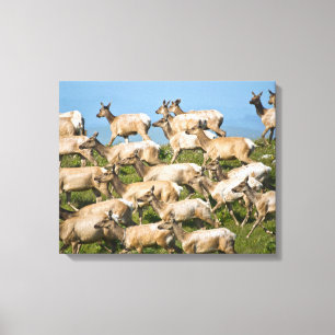 Tule eland Point Reyes National Seashore, CA Canvas Afdruk