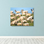Tule eland| Point Reyes National Seashore, CA Canvas Afdruk (Insitu (Houten vloer))