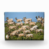 Tule eland| Point Reyes National Seashore, CA Fotoblokken (Voorkant)