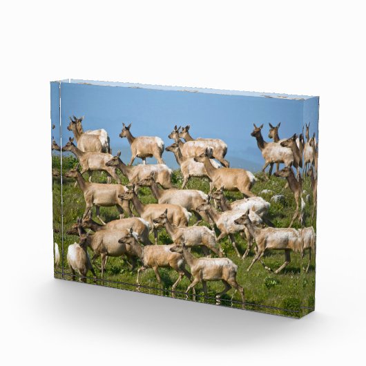 Tule eland| Point Reyes National Seashore, CA Fotoblokken (Rechts)