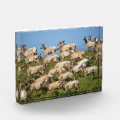 Tule eland| Point Reyes National Seashore, CA Fotoblokken (Links)