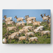 Tule eland| Point Reyes National Seashore, CA Fotoplaat (voorkant)