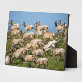 Tule eland| Point Reyes National Seashore, CA Fotoplaat (Zijkant)