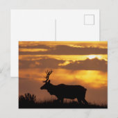 Tule Elk | Point Reyes National Seashore Briefkaart (Voorkant / Achterkant)