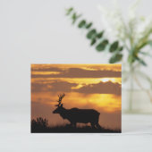 Tule Elk | Point Reyes National Seashore Briefkaart (Staand voorkant)