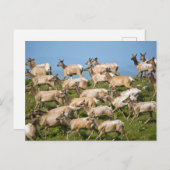 Tule Elk| Point Reyes National Seashore, CA Briefkaart (Voorkant / Achterkant)